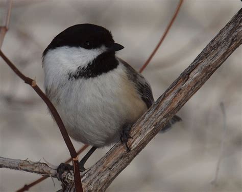 Birding Is Fun Backyard Birding Black Capped Chickadees