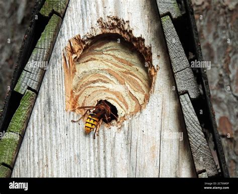 Echte Bienen Fotos Und Bildmaterial In Hoher Aufl Sung Alamy