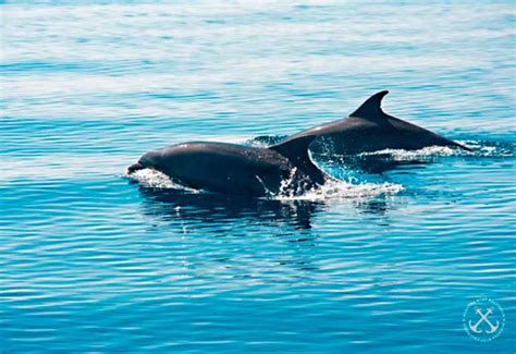 Pola Visita Del Parco Nazionale Di Brioni E Crociera Con I Delfini