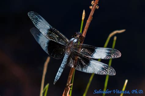 Odonata Libellulidae Libellula Luctuosa Widow Skimmer Male A Urban