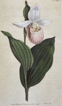 Minnesota State Flower Pink And White Lady Slipper Cypripedium