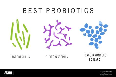 Set Of Probiotics Beneficial Bacterias For Human Health And Beauty