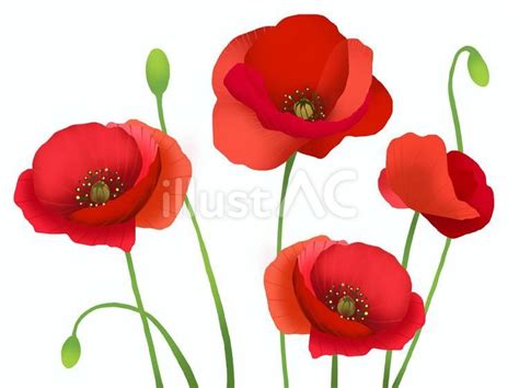 Red Poppy Floral Border Clipart Poppies Bouquet Png Hand Drawn Clip