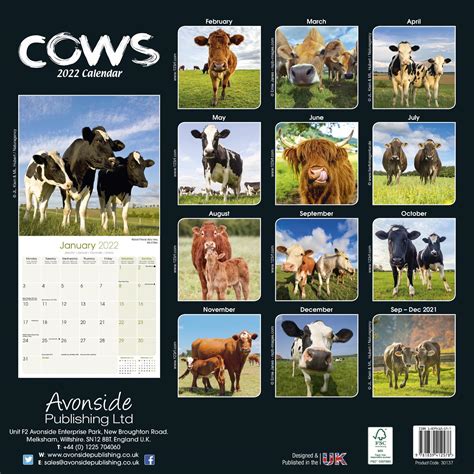 Lang Cows Cows Cows Wall Calendar Catha Petronella