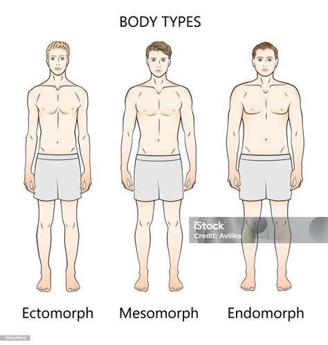 Human Body Types Three Figures Forms Ectomorph Mesomorph And Endomorph ...