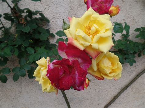 A Corner Of France Masquerade Climbing Rose