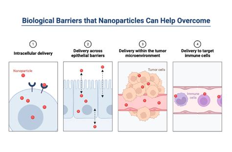 Biological Barriers that Nanoparticles Can Help Overcome | BioRender ...