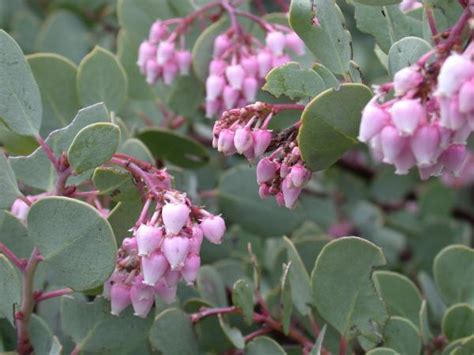 Manzanita
