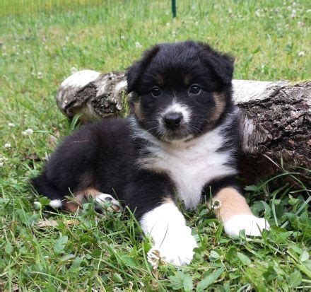 Wundersch Ne Australian Shepherd Welpen Mit Asca Papier In Wiesenfelden