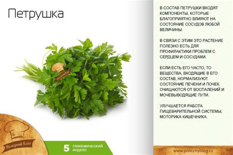 Корень петрушки: лечебные свойства и противопоказания, применение