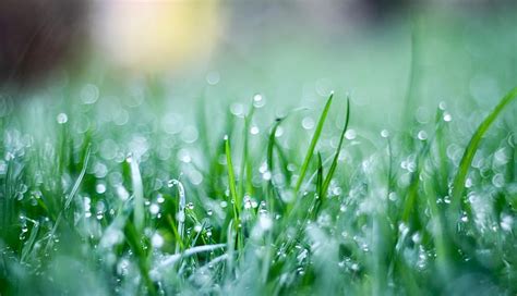 Hd Wallpaper Green Grass Field Greens Drops Macro Background