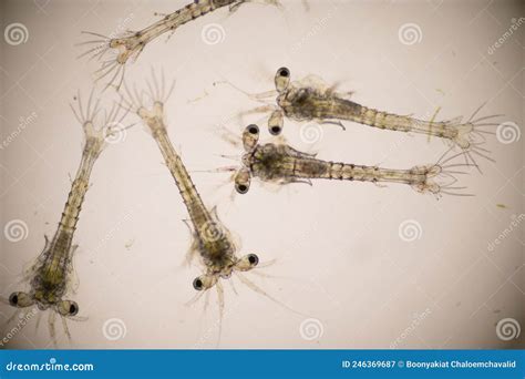 Closeup Mysis Stage Of Vannamei Shrimp In Light Microscope Shrimp