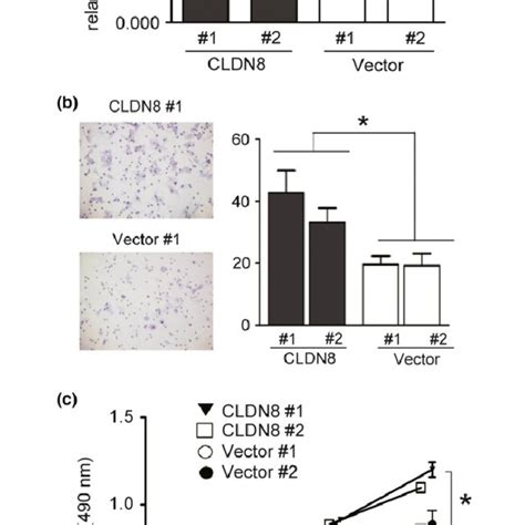 Knockdown Of Cldn8 Reduces Growth And Migration Of Lncap Prostate