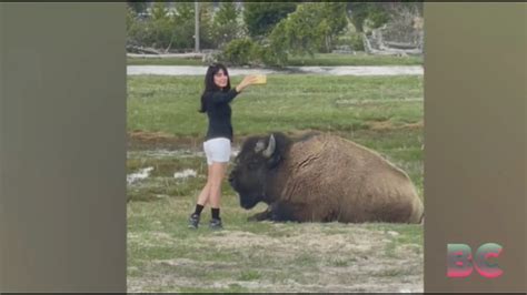 Woman Found Dead In Montana After Grizzly Bear Mauling Near Yellowstone