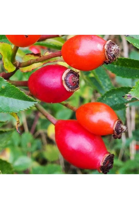 Rosa Canina - vendita - pianta - online - Alberidafrutto.com
