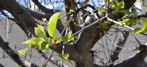 A Guide to Pruning Fruit Trees • Concepts App • Infinite, Flexible ...