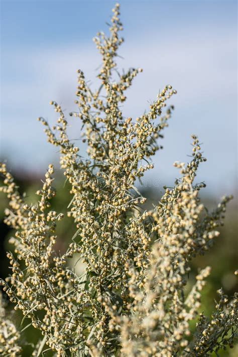 Wormwood Artemisia Wormwood Leaves And Flowers Wormwood Artemisia