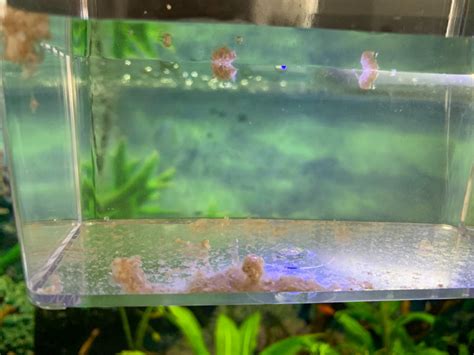 Breeding Mystery Snails - Fish Breeding - C.A.R.E.