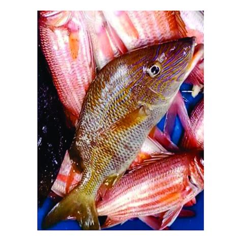 Pargo Caballera Ipescado