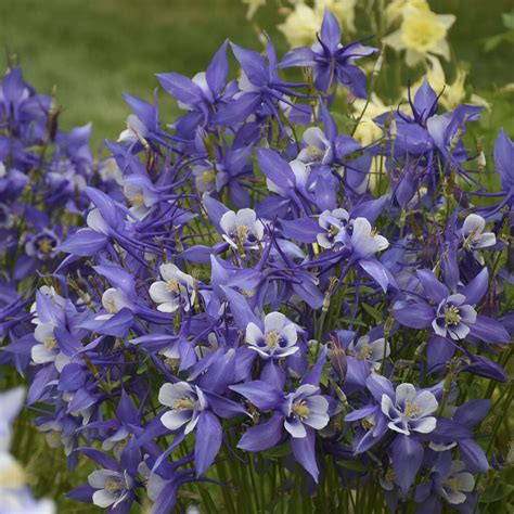 Kirigami Deep Blue White Columbine Aquilegia Caerulea Proven