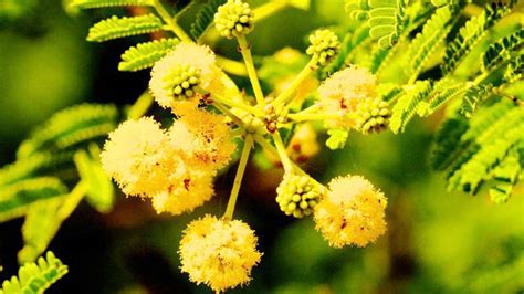 Rare species of Babool tree found in Rajasthan after 68 years