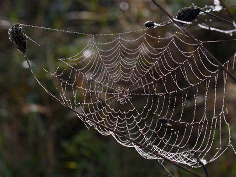 38 Spider Web Wallpaper Hd On Wallpapersafari