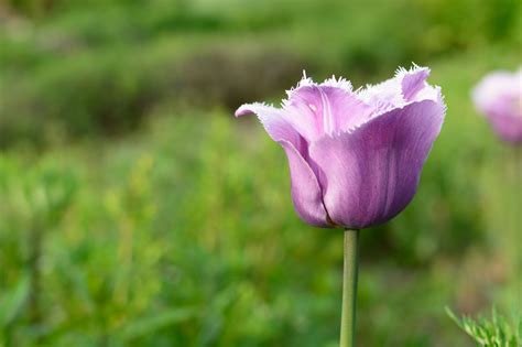 Bildet Natur Blomstre Anlegg Felt Eng Blomst Petal Tulipan