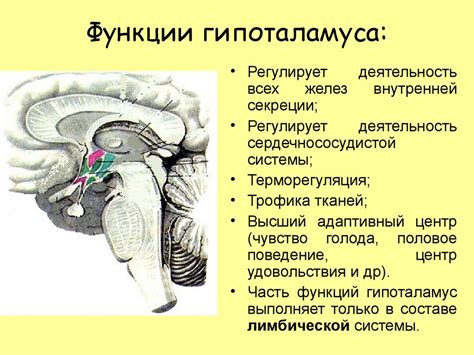 Функциональная анатомия ствола головного мозга. Понятие о ретикулярной ...