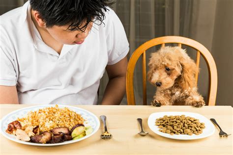 Como Saber Si Tu Perro Tiene Hambre