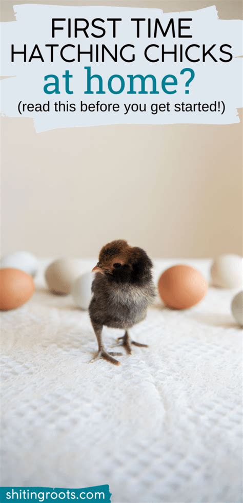 First Time Hatching Chickens At Home Here S What You Need To Know