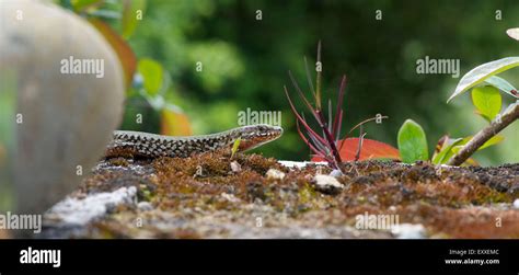 Skink in nature Stock Photo - Alamy