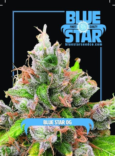 Blue Star Seed Co Blue Star Og Strain Fem Photo 4 Pack