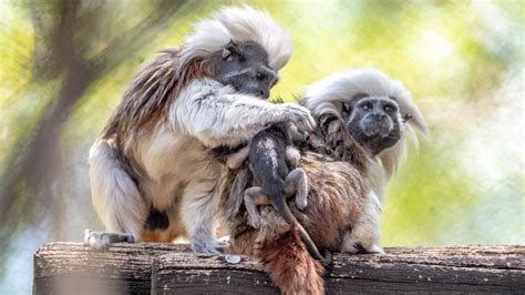 cotton-top tamarins Archives - WDW News Today