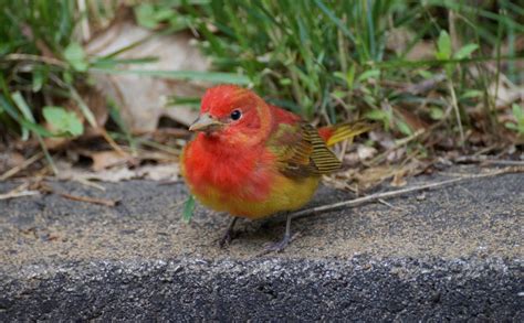 SUMMER TANAGER - Birds of Nebraska - Online