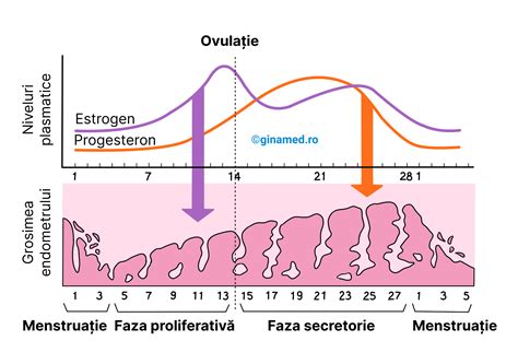 Sistemul Reproduc Tor Feminin Biologie Barron S Ginamed