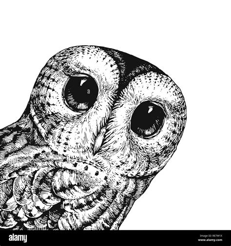 Owl Illustration Black And White Stock Photos Images Alamy