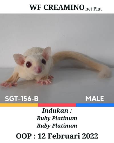 Grooming Sugar Glider Di Tangerang Srigati Sugar Glider