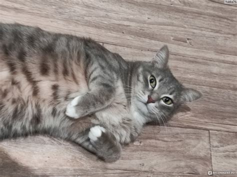 Корм для кошек Nature's Table Индейка - «Котик довольный » | отзывы