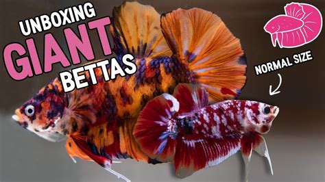 The Complete Giant Betta Care Guide | Fishkeeping World