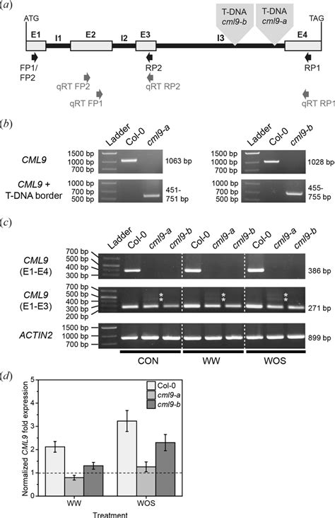 Genetic Differences Between Cml9 A And Cml9 B A Schematic Overview