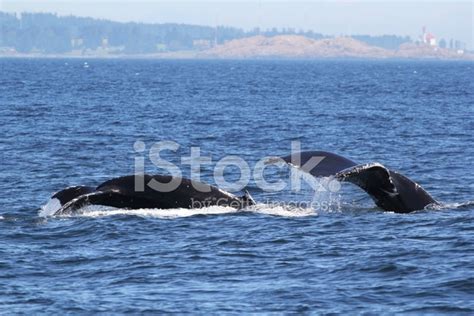 Mom And Baby Humpback Whales Diving Stock Photo | Royalty-Free | FreeImages