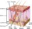 Somatosensory Receptors Biology For Majors II