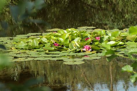 Seerosen Blumen Teich Lotus Kostenloses Foto Auf Pixabay Pixabay