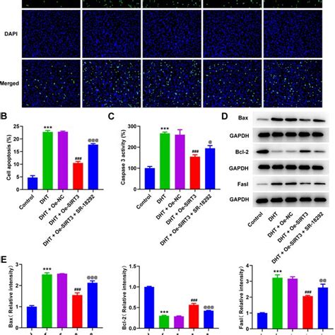 Overexpression Of Sirt3 Inhibits Apoptosis In Dht Induced Kgn Cells Via