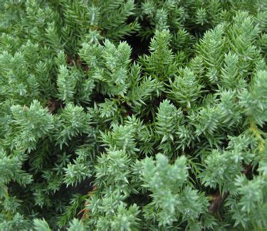 Juniperus Procumbens Nana Dwarf Japanese Garden Juniper From Pleasant