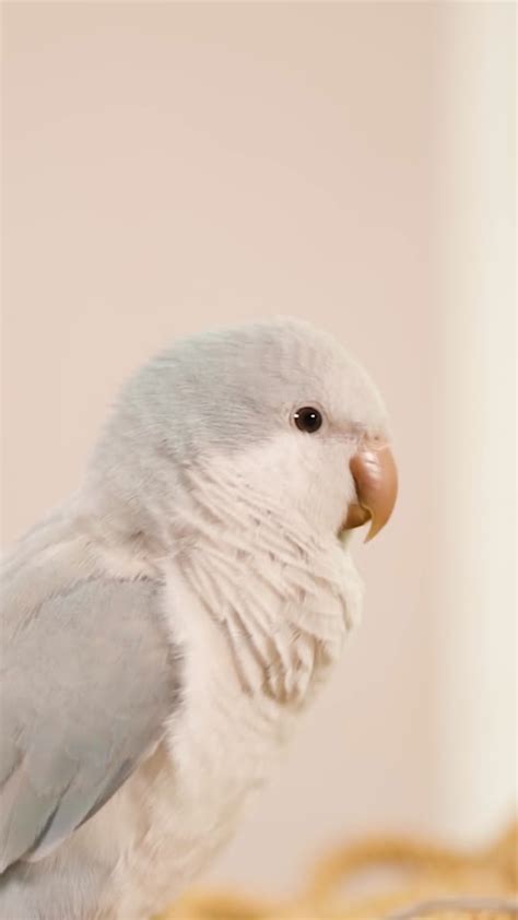 Close view: Light blue quaker parrot sits on yellow wicker bask | Stock Footage Video ...