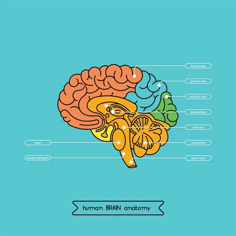 Diagrama Del Cerebro Humano Im Genes De Stock De Arte Vectorial