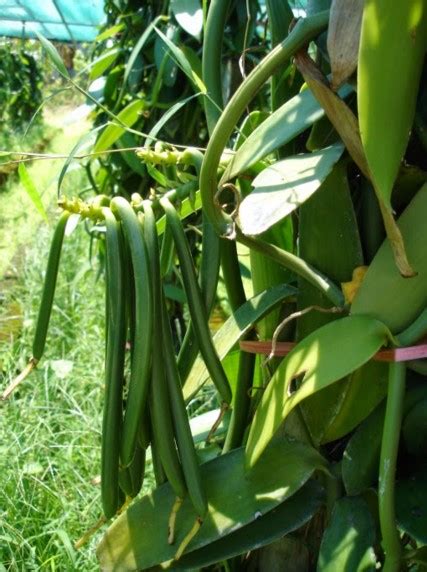 Cara Budidaya Tanaman Vanili Gerak Maju Pertanian