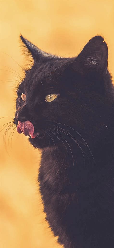 Wallpaper Black Cat Yellow Background 3840x2160 Uhd 4k Picture Image