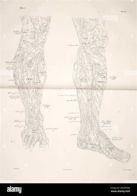 Anatomical Drawing The Circulatory System Knees Calves Feet